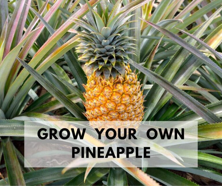 Grow Pineapple In Your Backyard. Ripe Pineapple.