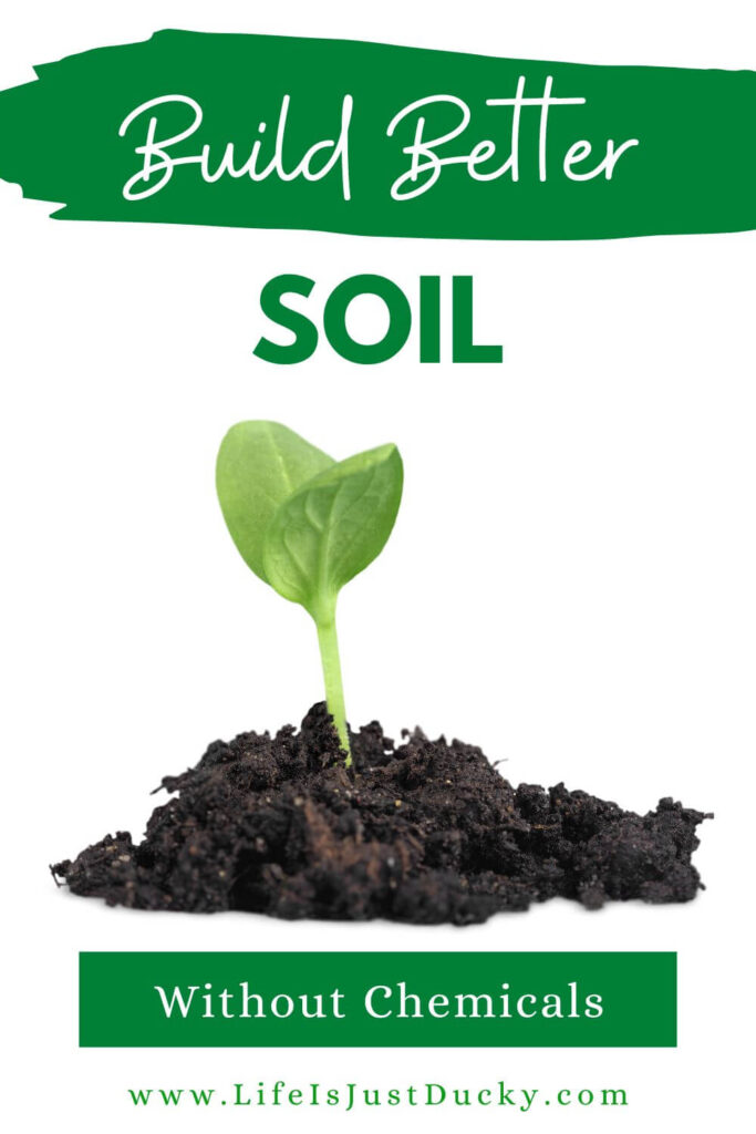 Seedling in a pile of dirt.