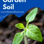 Seedling in rich soil.