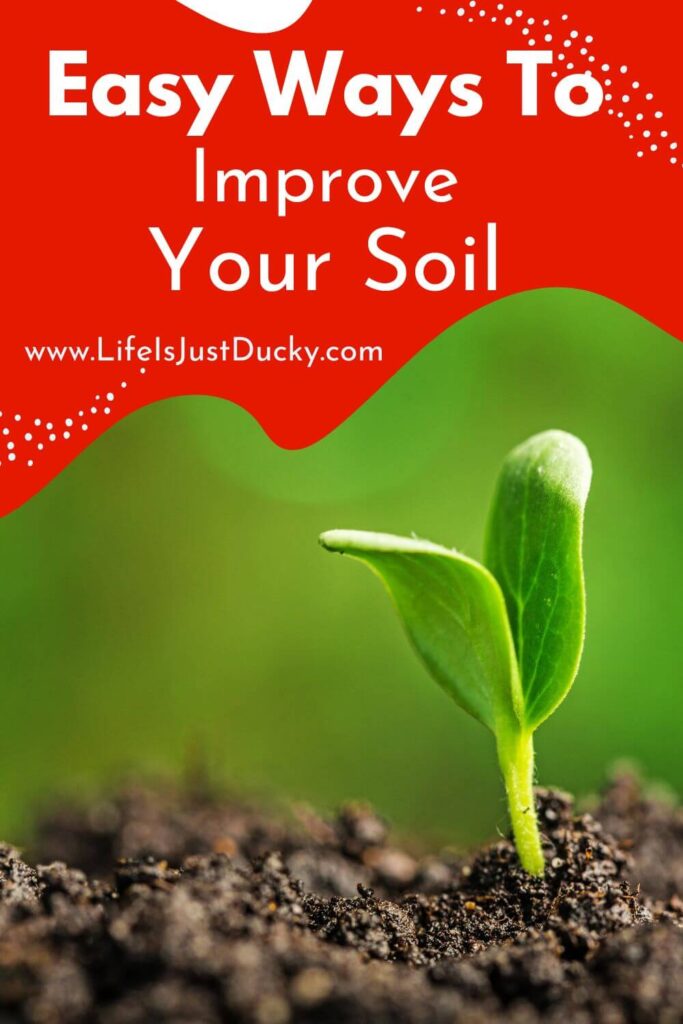 Seedling in good soil.