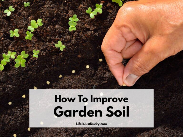 Planting seeds in great garden soil.