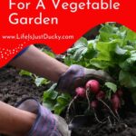 Harvesting radishes.