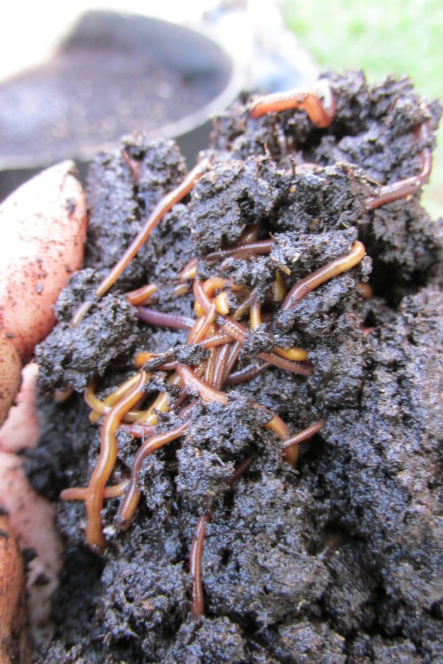 Place a handful of Earth Worms in your worm tower to get it started.