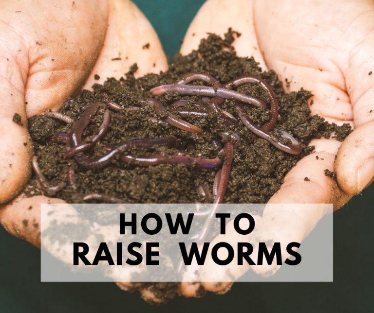 Raising Worms - Vermicomposting