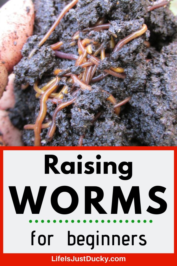 Start Raising Worms, Naturally - Red Wigglers - Life Is Just Ducky
