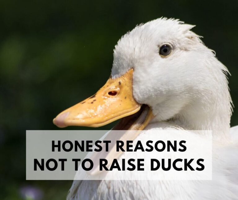 White Duck.