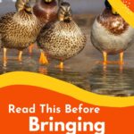 Brown ducks in the water.