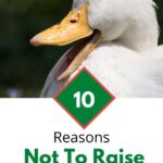 White duck.