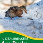 Duck in the snow.