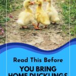 Three yellow duckling in the dirt. 10 reasons not to raise ducks.