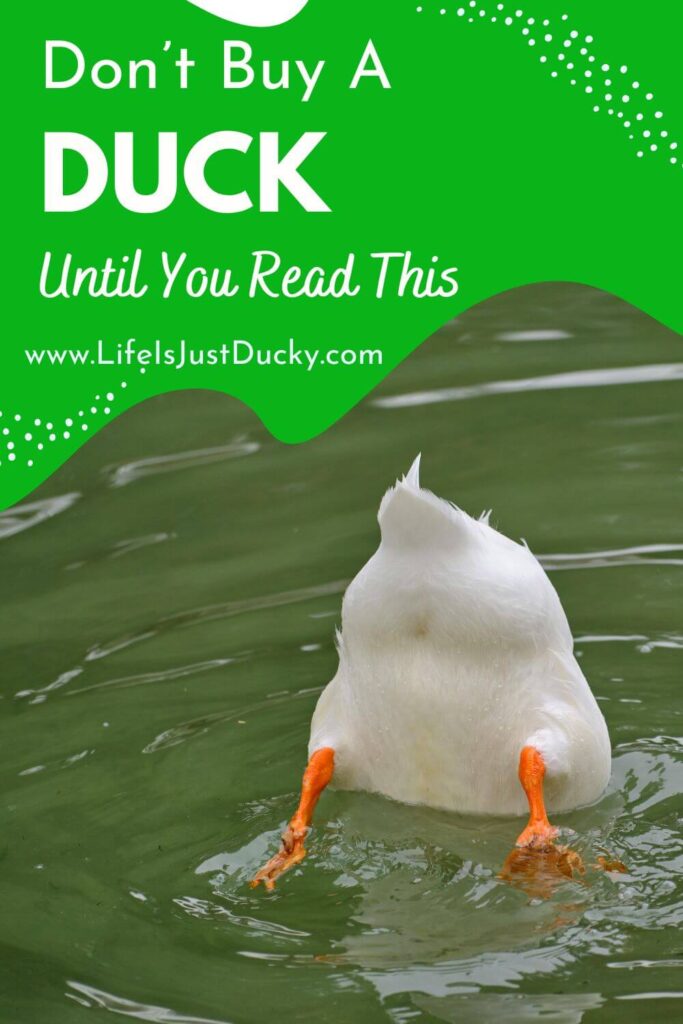 White duck upside down in the water.