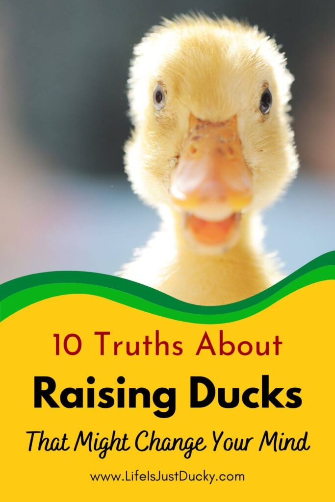 Yellow duckling.