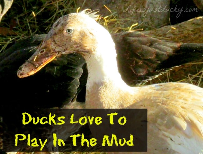 10 Reasons Not To Raise Ducks - Ducks are cute, but why do you want them? Are you ready to take care of them?