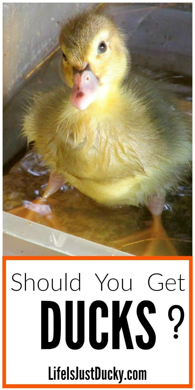 Duckling are adorable. But that is no reason to buy one. Raising ducklings is a commitment that you need to think about. Here are some thoughts and ideas about why NOT to raise ducks. Because they are cute and cheap eggs are not good ones. Remember the expense of housing and a pond. Whether for backyard pet or farm animal for food. Think before you buy.