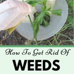 Weed Free Vegetable Garden