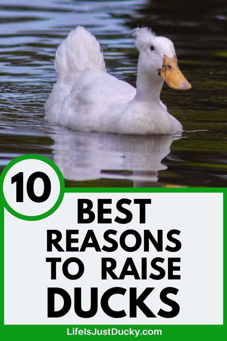  Reasons To Raise Ducks.