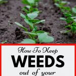 Weed Free Vegetable Garden