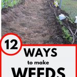 Weed Free Vegetable Garden
