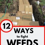 Weed Free Vegetable Garden