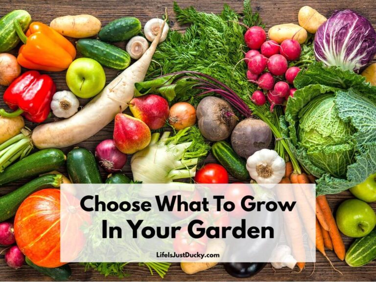 Vegetables and fruit.