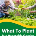 Gardeners choosing what to plant.