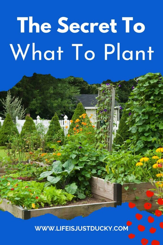 A vegetable garden, what to grow.