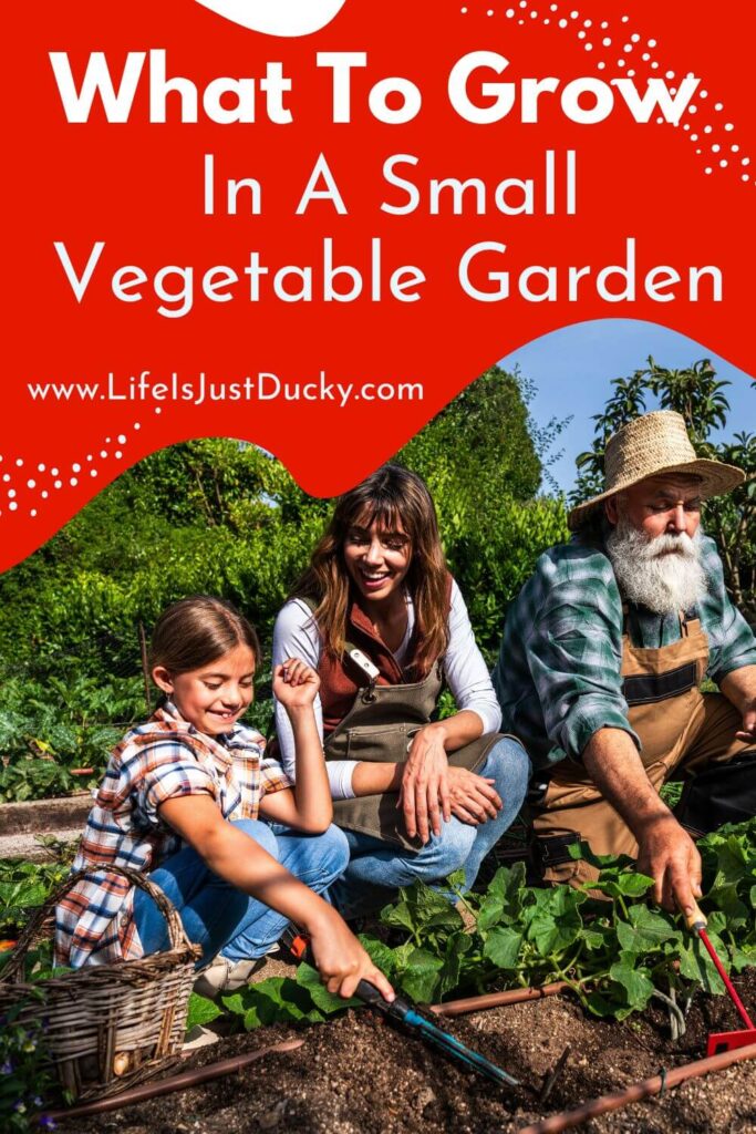 What to plant in your vegetable garden. A family planting.