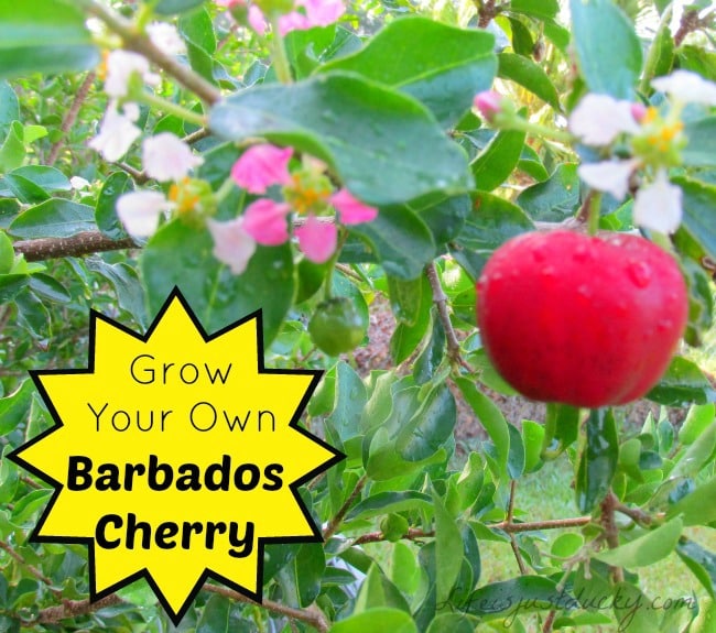 Barbados Cherry - Very high in Vitamin C. This Cherry is easy to grow and wonderful to eat. Plant one in your garden today! Learn how.