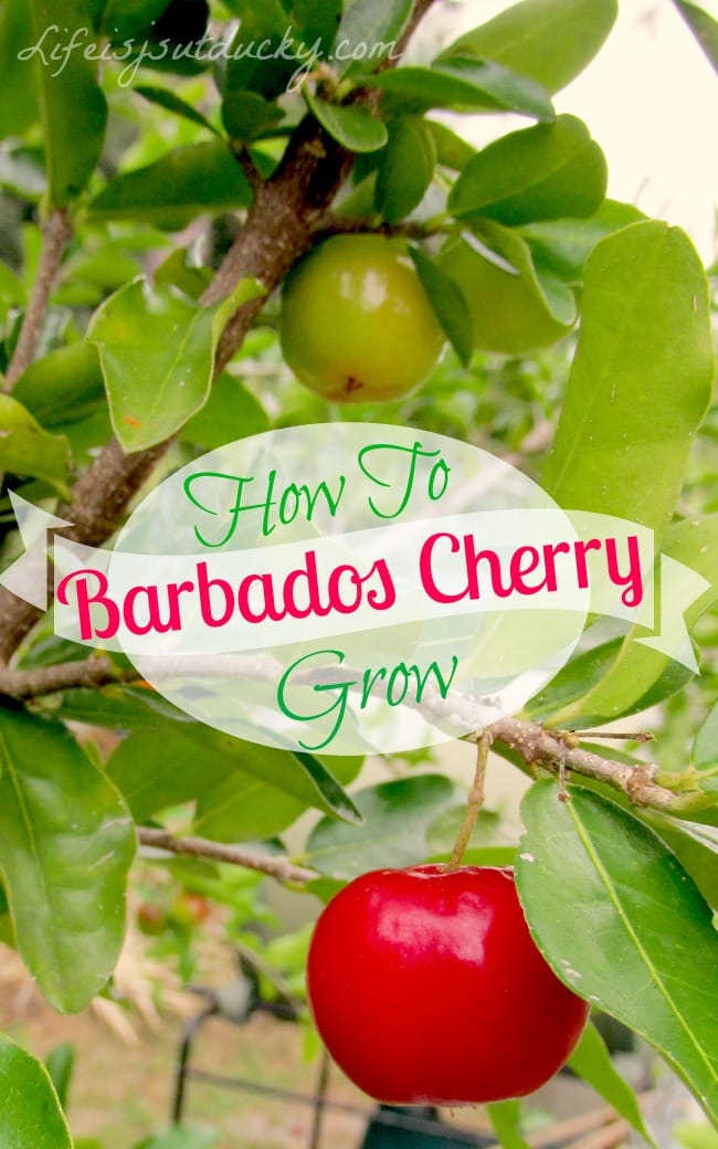 Barbados Cherry - Very high in Vitamin C. This Cherry is easy to grow and wonderful to eat. Plant one in your garden today!