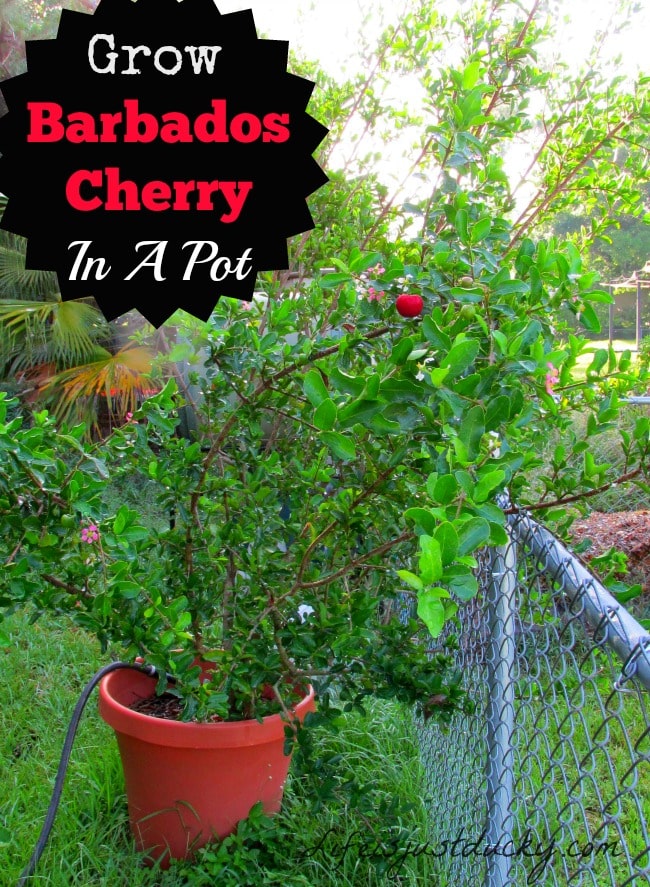Barbados Cherry - Very high in Vitamin C. This Cherry is easy to grow and wonderful to eat. Plant one in your garden today!