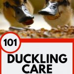 Duckling