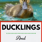 Duckling