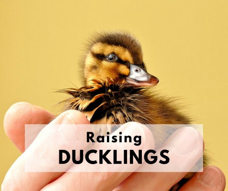 Duckling