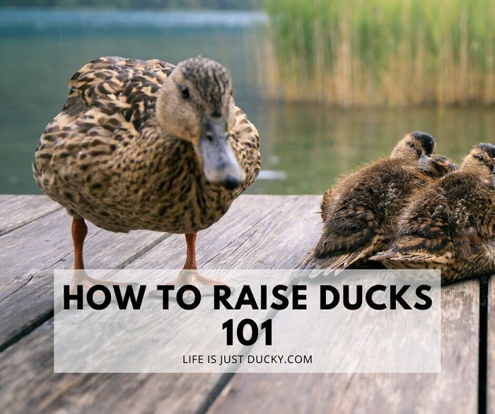 Duck and Ducklings on a dock.