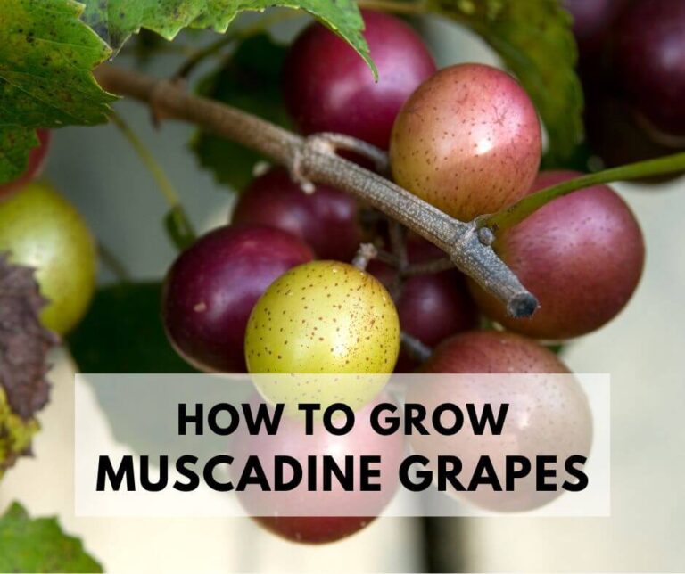 How To Grow Muscadine Grapes.