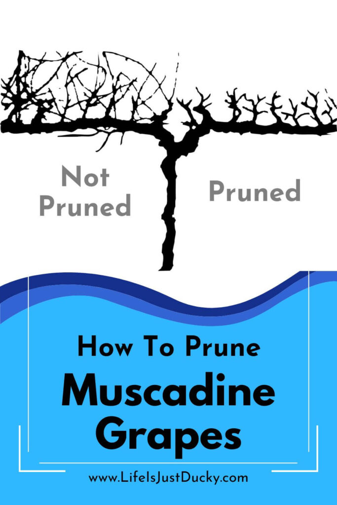 The right way to prune a grape vine.