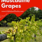 Muscadine grape vine.