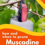 Pruning Grape Vines.
