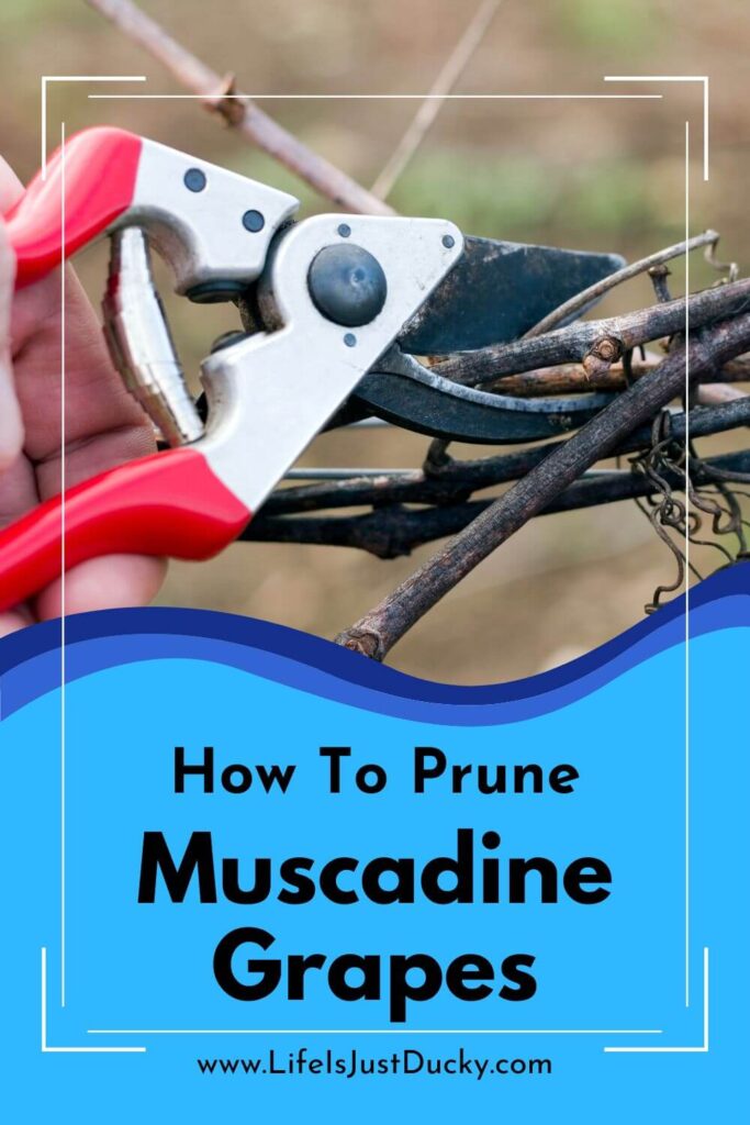 How To Prune Muscadine Grapes.