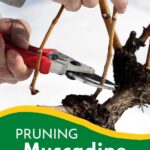 How To Prune Muscadine Grapes.