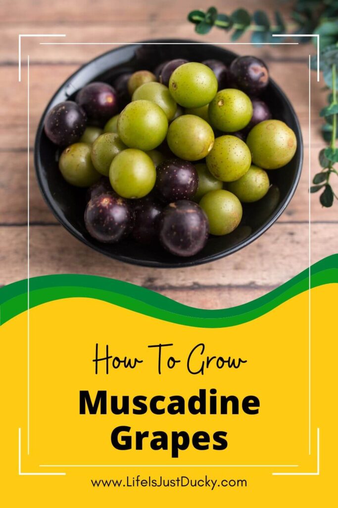 Bowl of Muscadine Grapes.