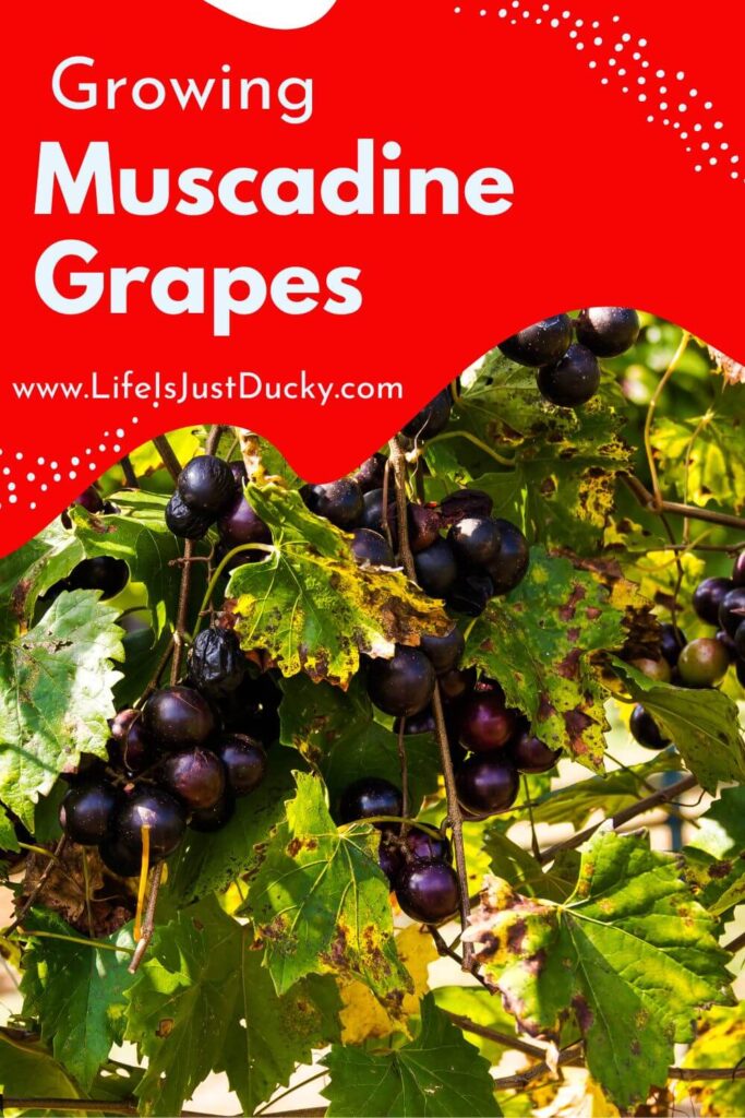 Grow Muscadine Grapes.