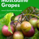How To Grow Muscadine Grapes.