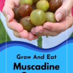 Hands full of muscadine grapes.