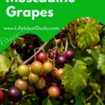 Sweet, Juicy Muscadine Grapes