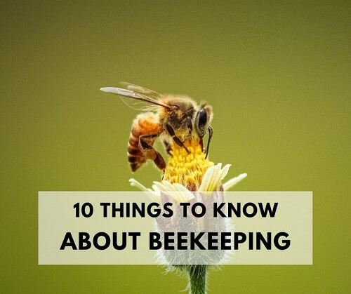 10 Things To Know Before You Start Beekeeping - Life Is Just Ducky
