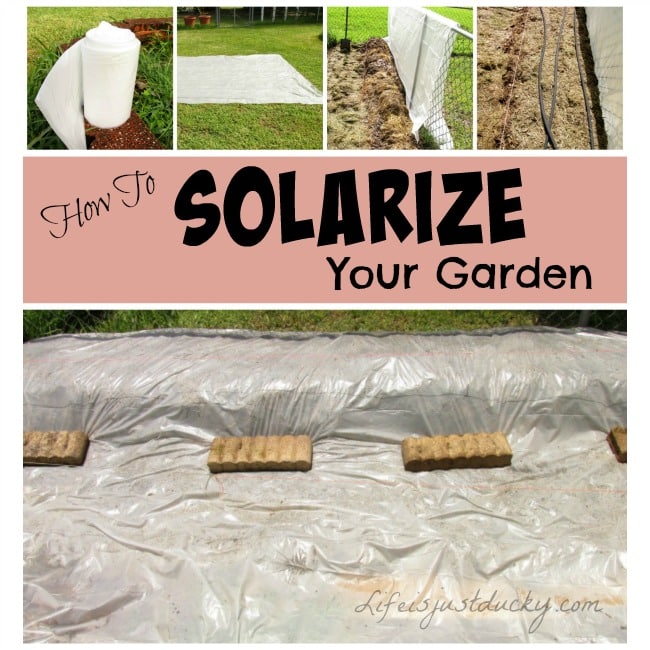 Solarizing Your Garden - Life Is Just Ducky