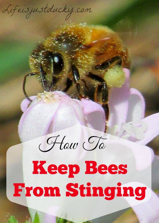 How To Keep Bees From Stinging You. The first step in preventing bee stings is understanding WHY bees sting. Includes information on protective gear.