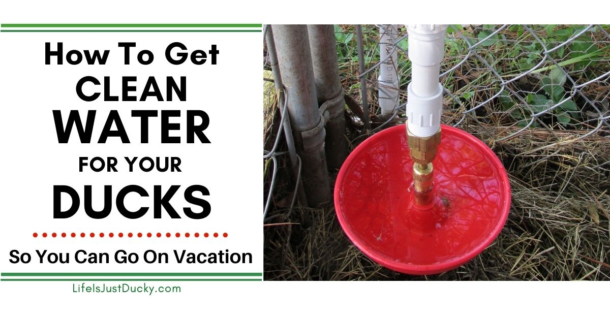 How To Get Clean Water For My Ducks