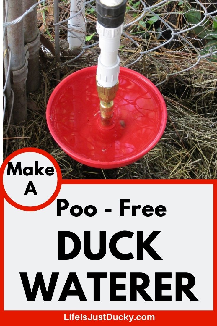 How To Get Clean Water For My Ducks